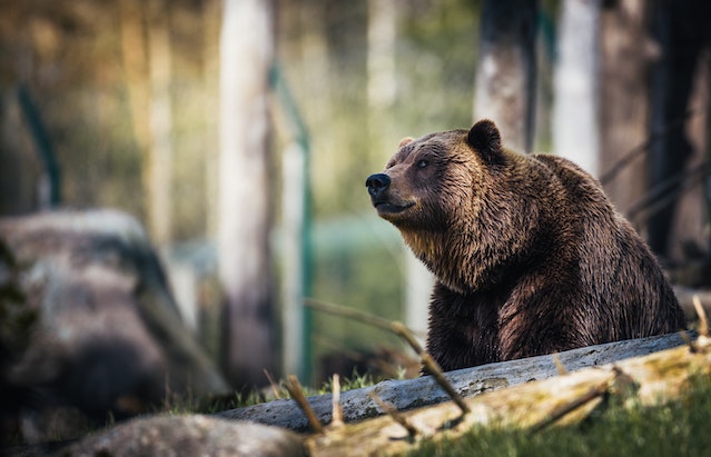  Which Bear is the Most Dangerous in the United States?