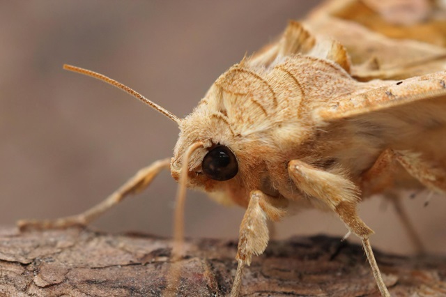  Moths in Myth and Symbolism: Cultural Significance Across History